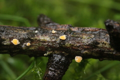 Lachnellula occidentalis