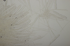 Lachnellula occidentalis