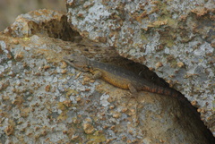 Pseudocordylus melanotus