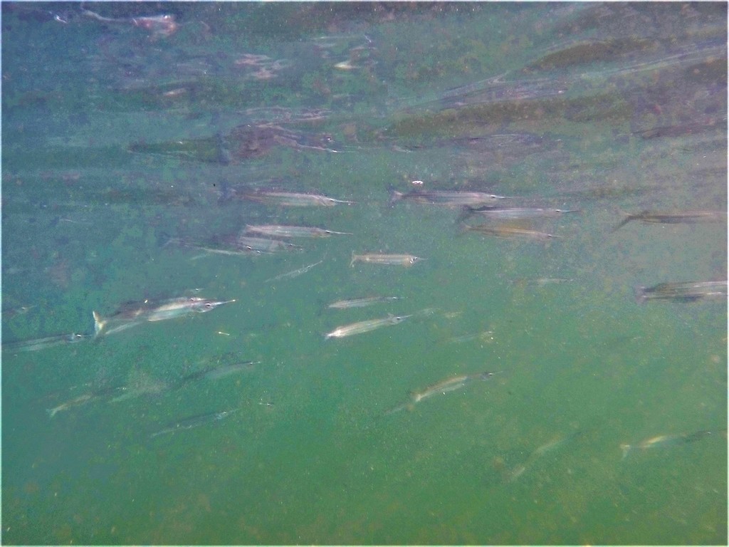 California Halfbeak