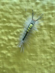 Dasychira chekiangensis