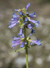 Penstemon procerus brachyanthus