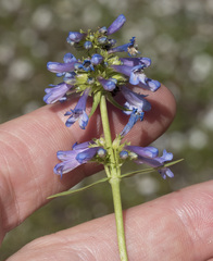 Penstemon procerus brachyanthus