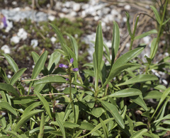 Penstemon procerus brachyanthus