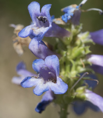 Penstemon procerus brachyanthus
