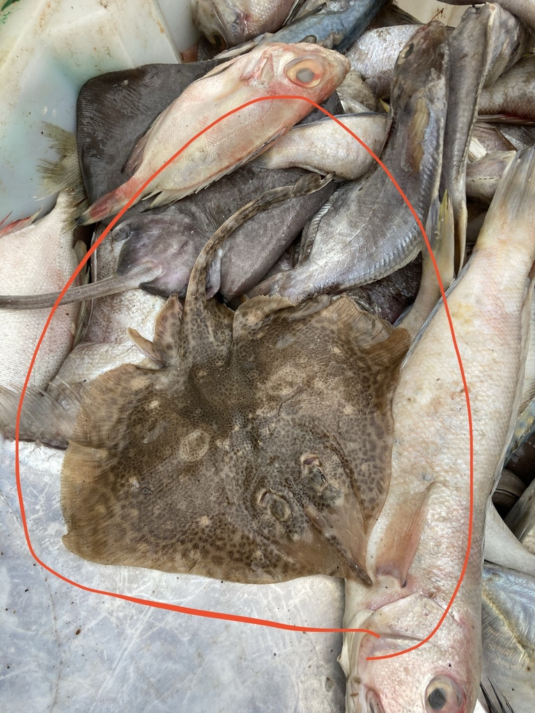 Sharpspine skate (Okamejei acutispina) — Rajidae