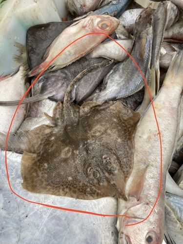 Sharpspine skate (Okamejei acutispina) — Rajidae