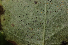 Phyllactinia betulae