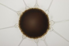 Phyllactinia betulae