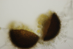 Phyllactinia betulae