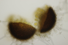 Phyllactinia betulae