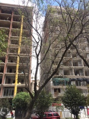 Jacaranda mimosifolia