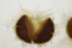Phyllactinia betulae
