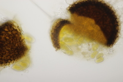 Phyllactinia betulae