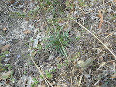 Erysimum pseudorhaeticum