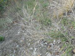 Erysimum pseudorhaeticum