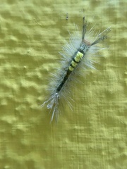 Dasychira chekiangensis