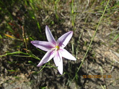 Gladiolus quadrangulus