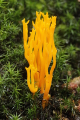 Calocera viscosa