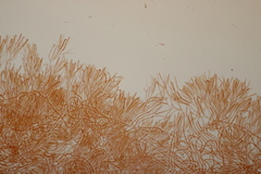 Calocera viscosa