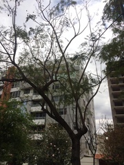 Jacaranda mimosifolia