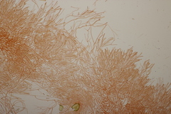 Calocera viscosa