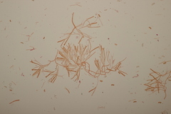 Calocera viscosa