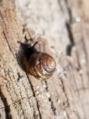 Euconulus