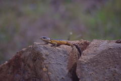 Pseudocordylus melanotus