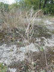 Erysimum pseudorhaeticum