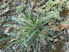 Erysimum pseudorhaeticum