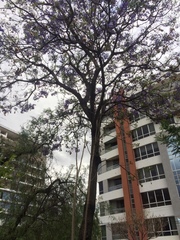 Jacaranda mimosifolia