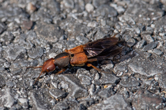 Platydracus immaculatus