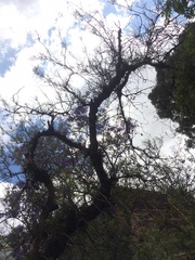 Jacaranda mimosifolia