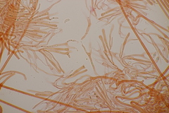 Calocera viscosa
