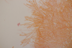 Calocera viscosa