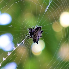 Gasteracantha cancriformis