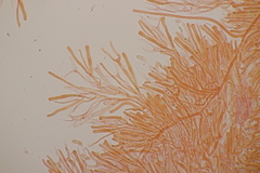 Calocera viscosa