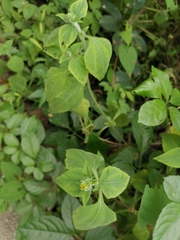 Sigesbeckia pubescens