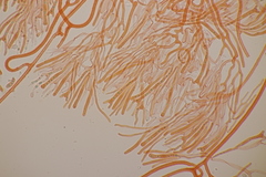 Calocera viscosa