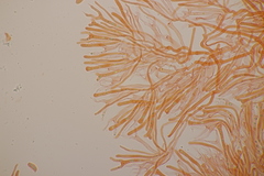 Calocera viscosa