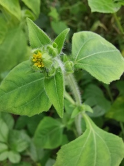 Sigesbeckia pubescens