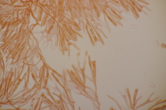 Calocera viscosa