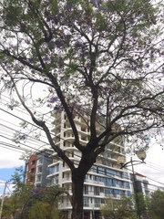 Jacaranda mimosifolia