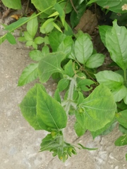 Sigesbeckia pubescens