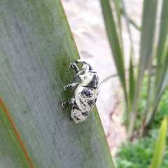 Ileomus distinguendus