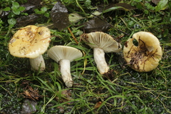 Russula ochroleuca