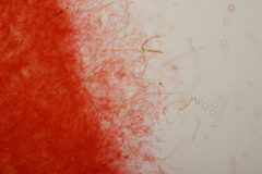 Russula ochroleuca
