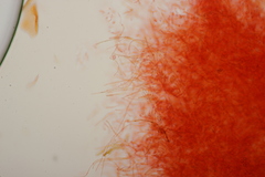 Russula ochroleuca