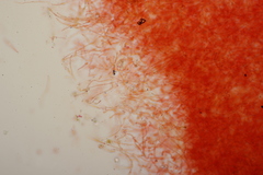 Russula ochroleuca